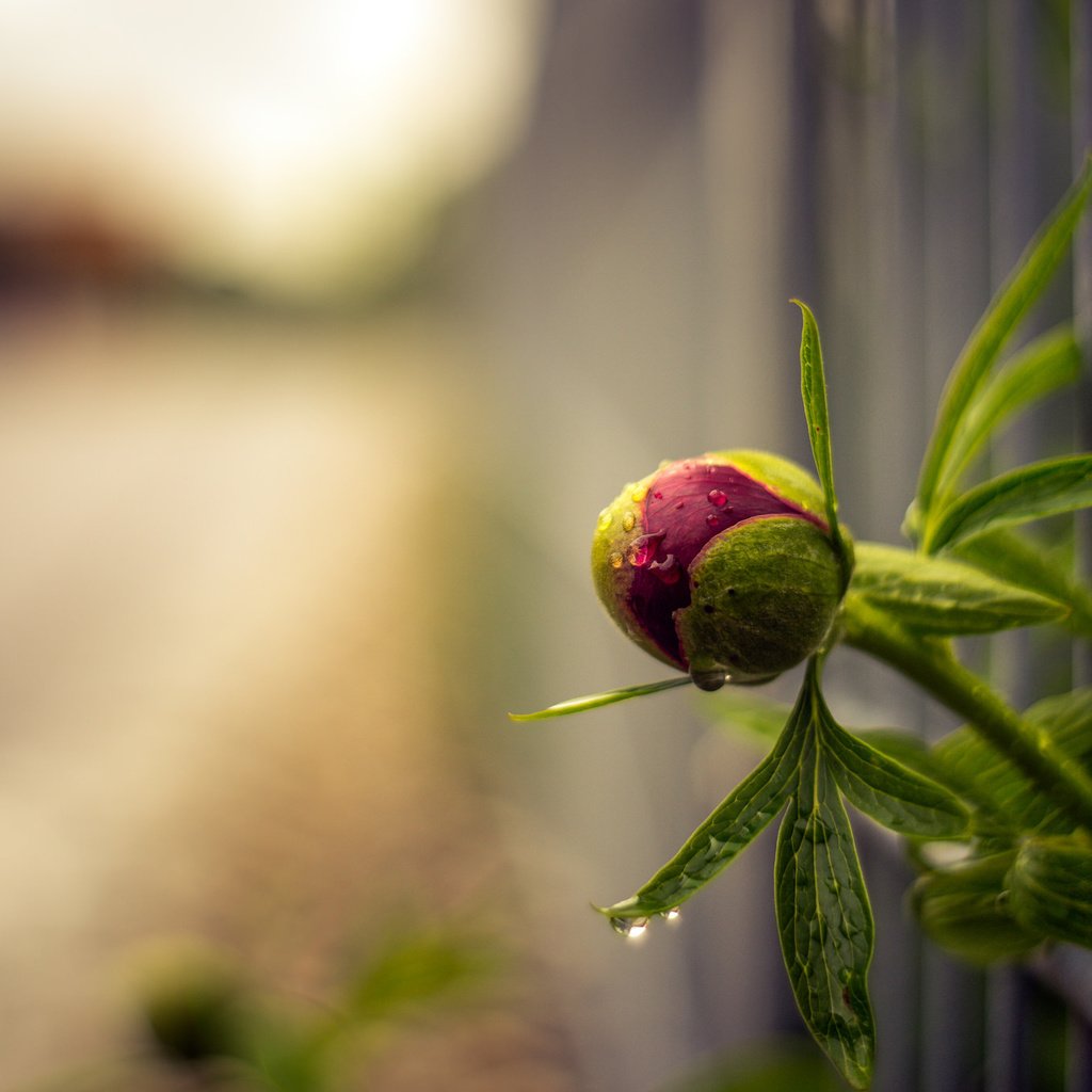 Обои фон, цветок, капли, забор, размытость, бутон, пион, background, flower, drops, the fence, blur, bud, peony разрешение 2048x1365 Загрузить