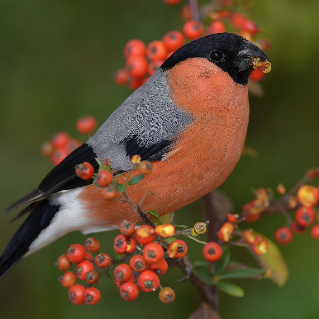 Обои ветка, птица, клюв, ягоды, перья, снегирь, пираканта, branch, bird, beak, berries, feathers, bullfinch, english разрешение 4928x3264 Загрузить