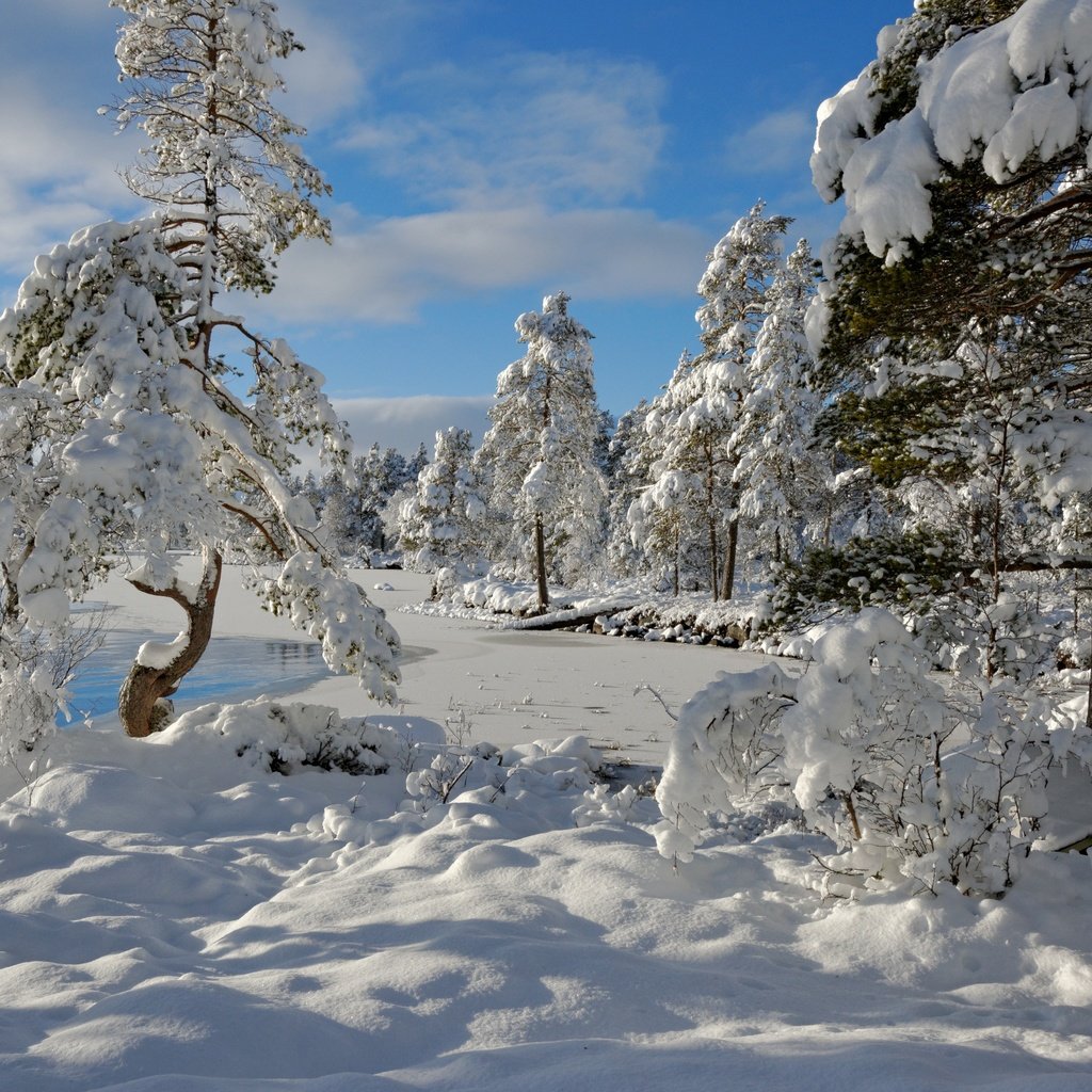Обои деревья, снег, зима, норвегия, норвегии, nordset, hedmark fylke, trees, snow, winter, norway разрешение 4000x2682 Загрузить