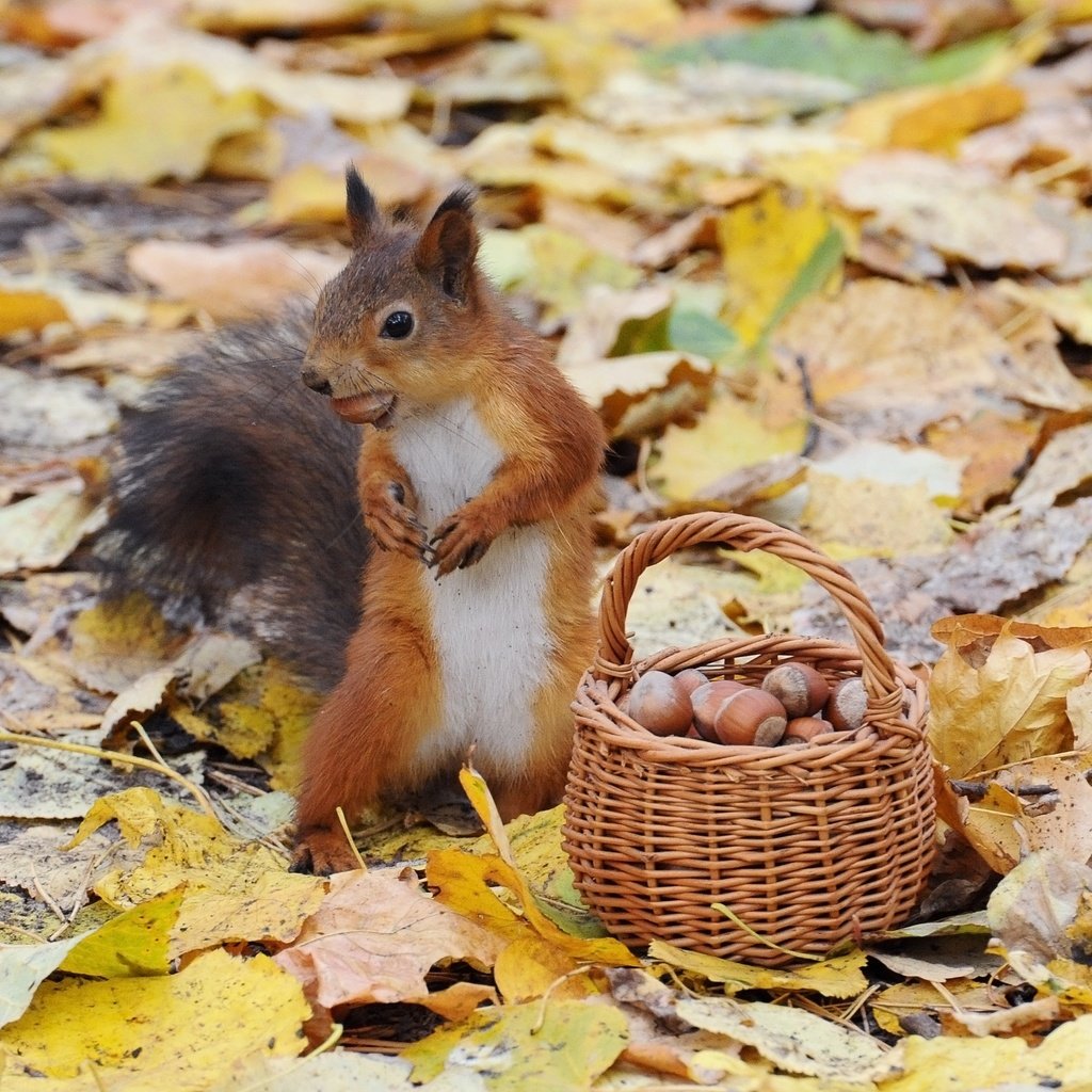 Обои орехи, осень, белка, корзинка, nuts, autumn, protein, basket разрешение 2960x2108 Загрузить
