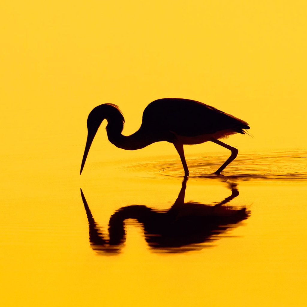 Обои отражение, птица, силуэт, цапля, reflection, bird, silhouette, heron разрешение 1920x1080 Загрузить
