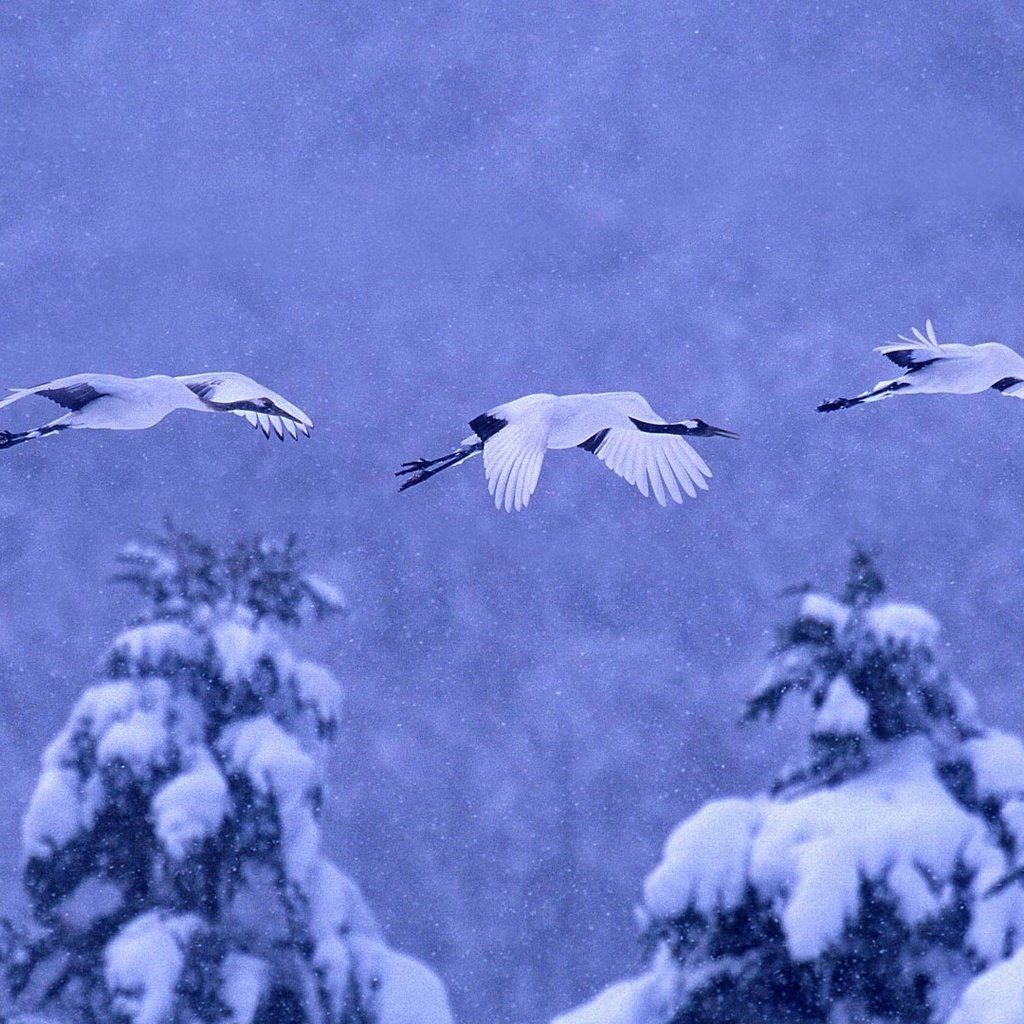 Обои природа, зима, птицы, журавль, японский, nature, winter, birds, crane, japanese разрешение 1920x1080 Загрузить