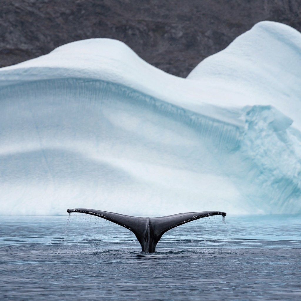 Обои природа, море, животные, айсберг, хвост, кит, арктика, nature, sea, animals, iceberg, tail, kit, arctic разрешение 2048x1208 Загрузить