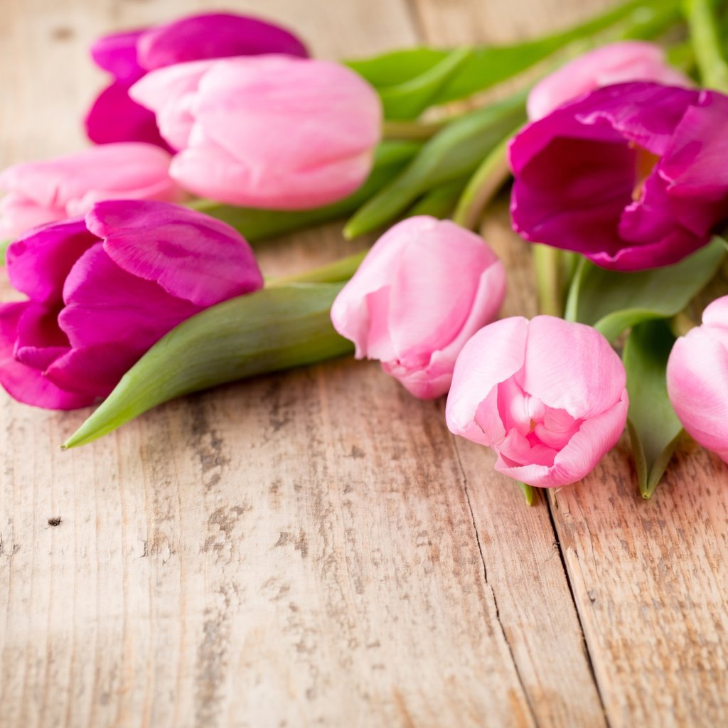 Обои цветы, весна, тюльпаны, розовые, фиолетовые, flowers, spring, tulips, pink, purple разрешение 5209x3473 Загрузить