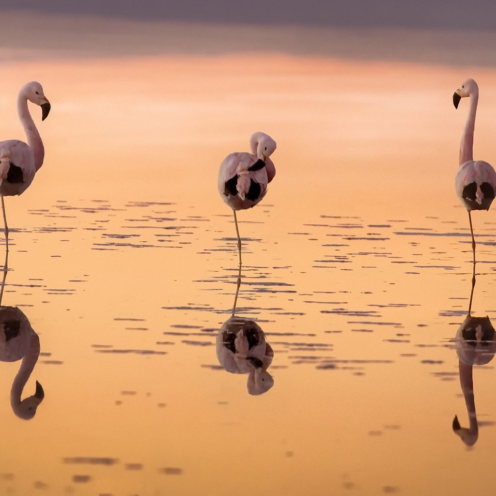 Обои вода, закат, отражение, фламинго, птицы, water, sunset, reflection, flamingo, birds разрешение 1920x1238 Загрузить