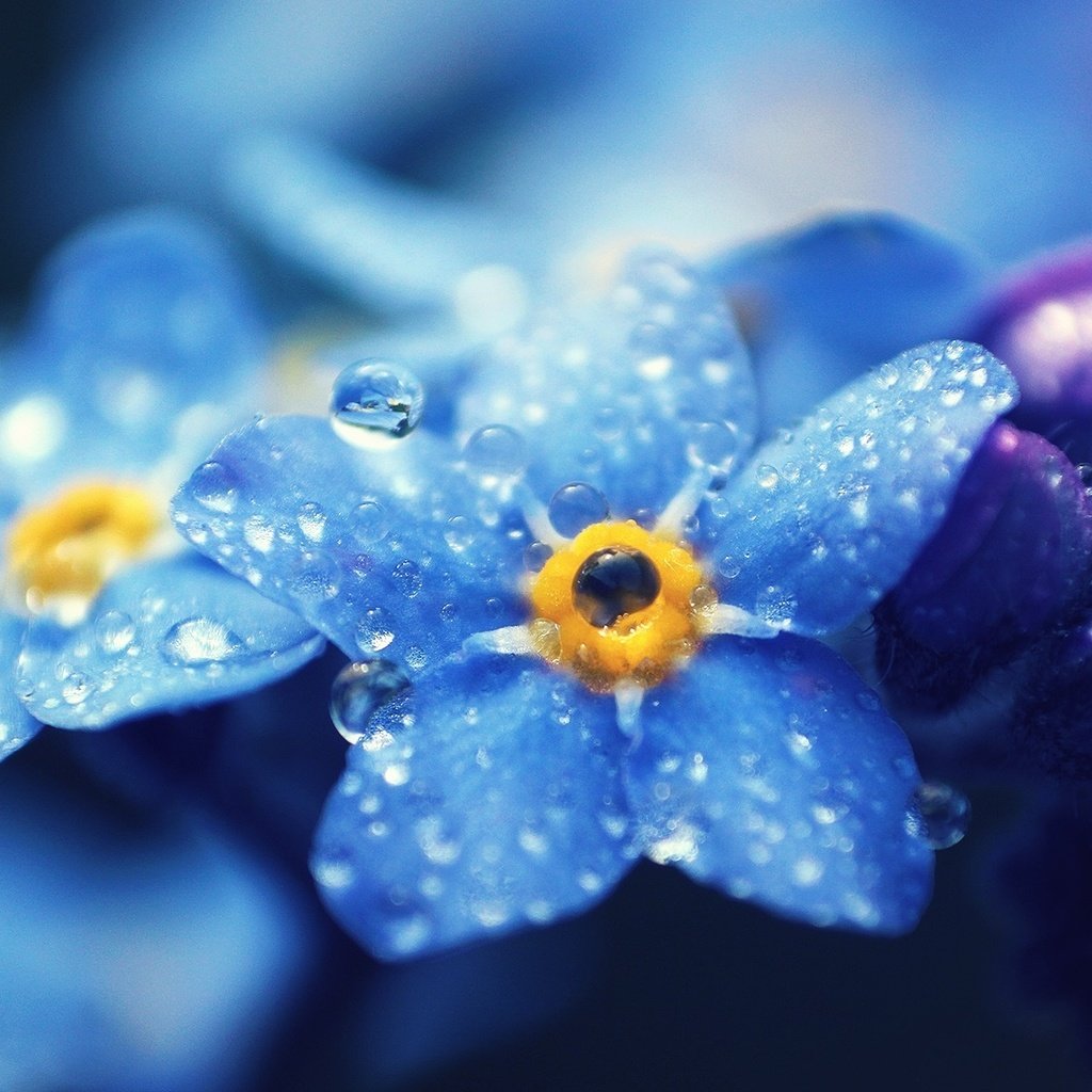 Обои цветы, макро, роса, капли, размытость, незабудки, голубые, flowers, macro, rosa, drops, blur, forget-me-nots, blue разрешение 1920x1200 Загрузить