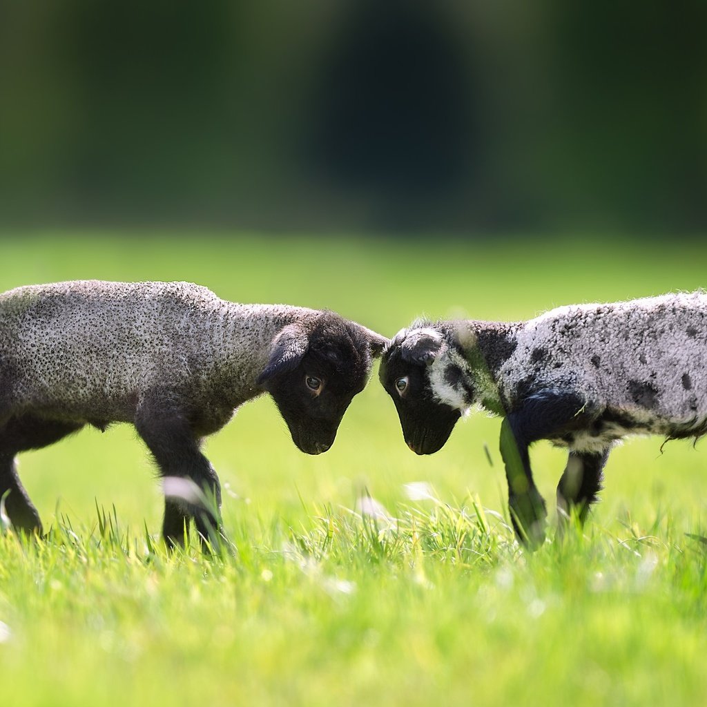 Обои трава, пара, лужайка, баран, овца, барашки, grass, pair, lawn, ram, sheep, lambs разрешение 2048x1365 Загрузить