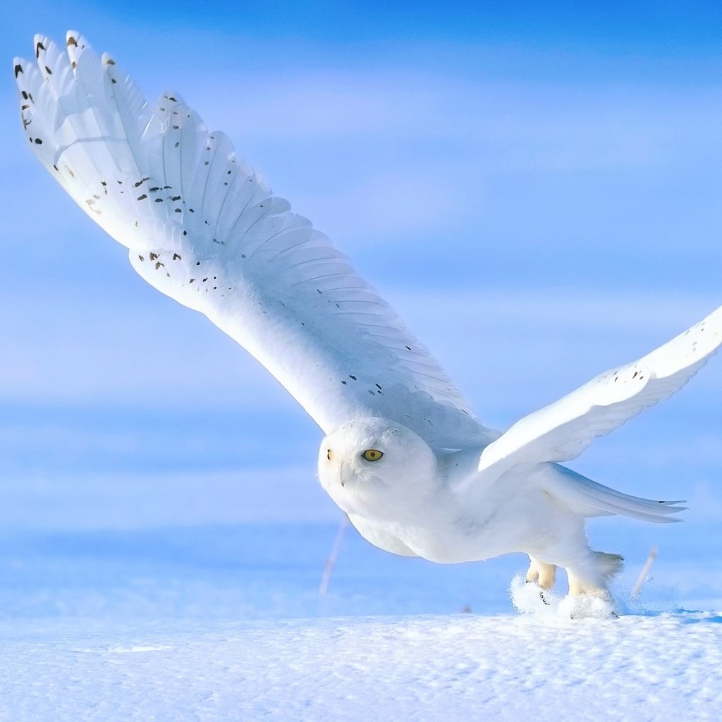 Обои сова, снег, зима, крылья, птица, взлёт, белая, полярная, owl, snow, winter, wings, bird, the rise, white, polar разрешение 2048x1365 Загрузить