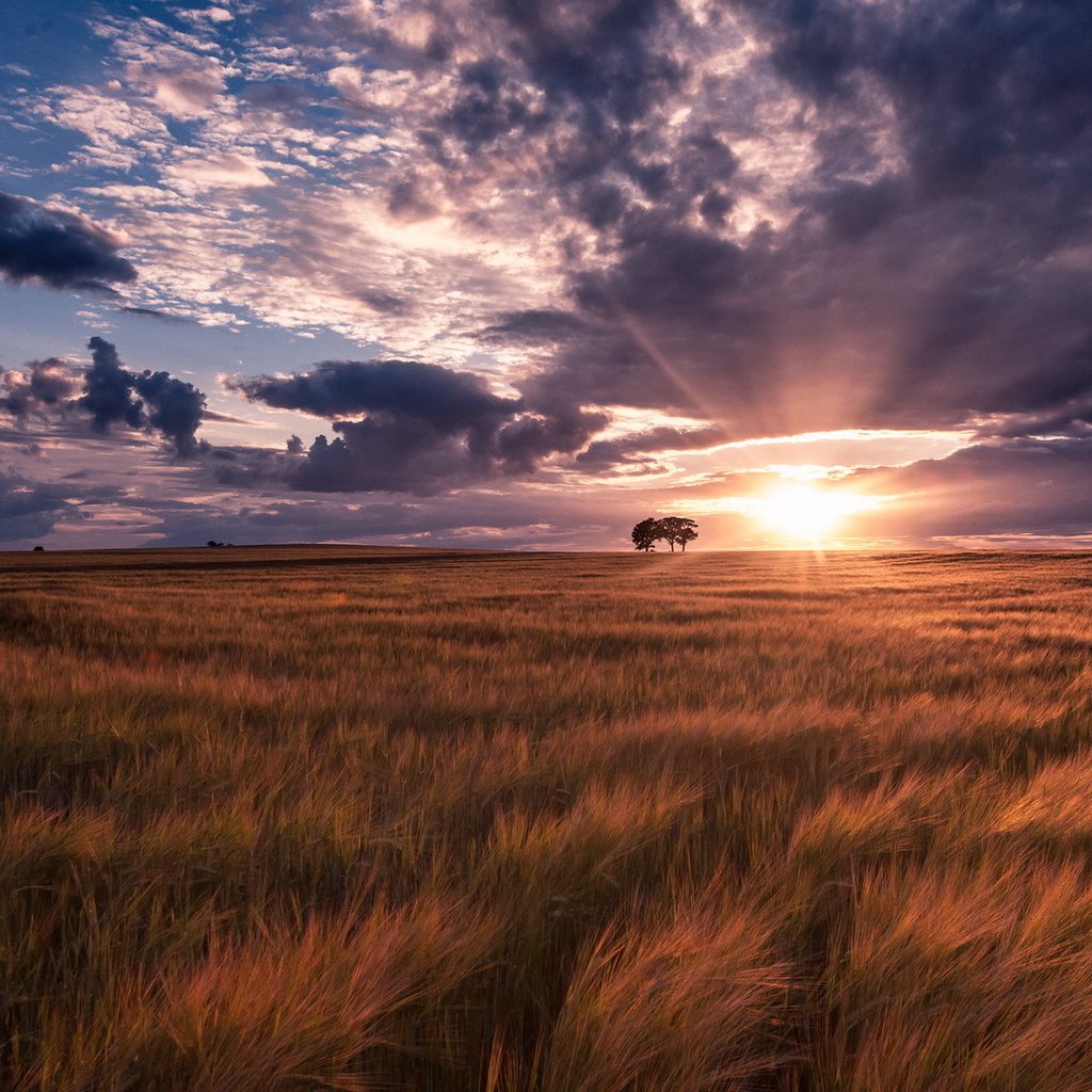 Обои небо, трава, облака, закат, лучи, поле, солнышко, the sky, grass, clouds, sunset, rays, field, the sun разрешение 1920x1200 Загрузить