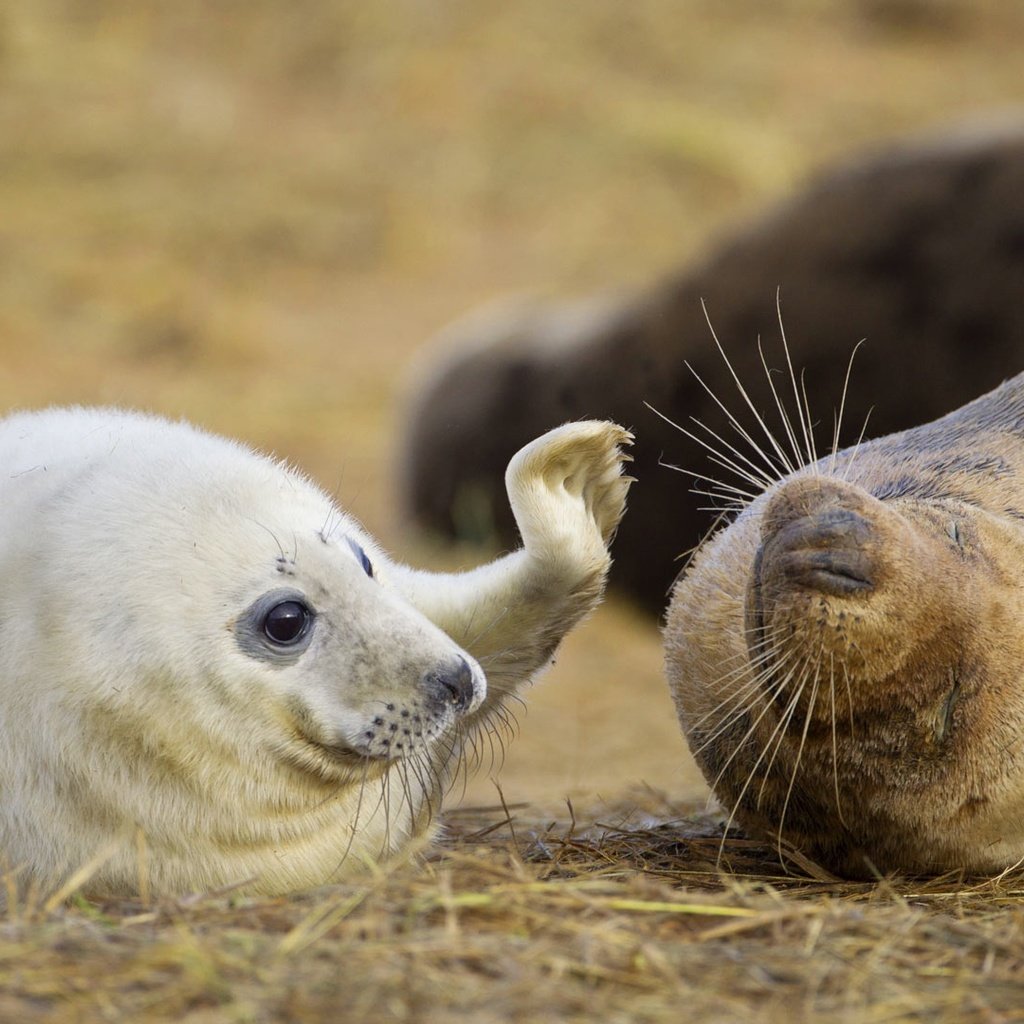 Обои игра, детеныш, тюлени, морские млекопитающие, длинномордый тюлень, the game, cub, seals, marine mammals, glennamaddy seal разрешение 1920x1080 Загрузить