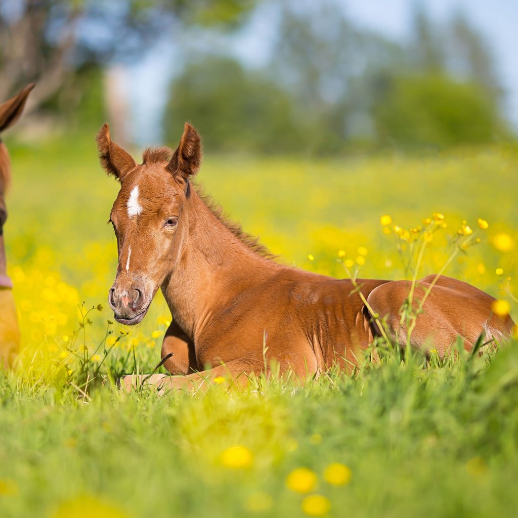 Обои цветы, лошадь, трава, луг, лошади, кони, боке, жеребенок, flowers, horse, grass, meadow, horses, bokeh, foal разрешение 4808x3205 Загрузить