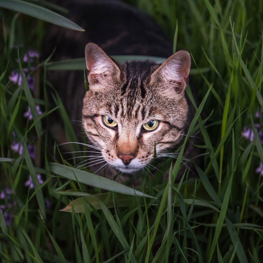 Обои глаза, морда, цветы, трава, кот, взгляд, бенгальская кошка, eyes, face, flowers, grass, cat, look, bengal cat разрешение 2048x1367 Загрузить