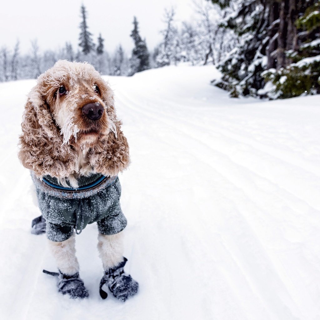 Обои снег, зима, собака, холод, спаниель, кокер-спаниель, snow, winter, dog, cold, spaniel, cocker spaniel разрешение 2048x1365 Загрузить