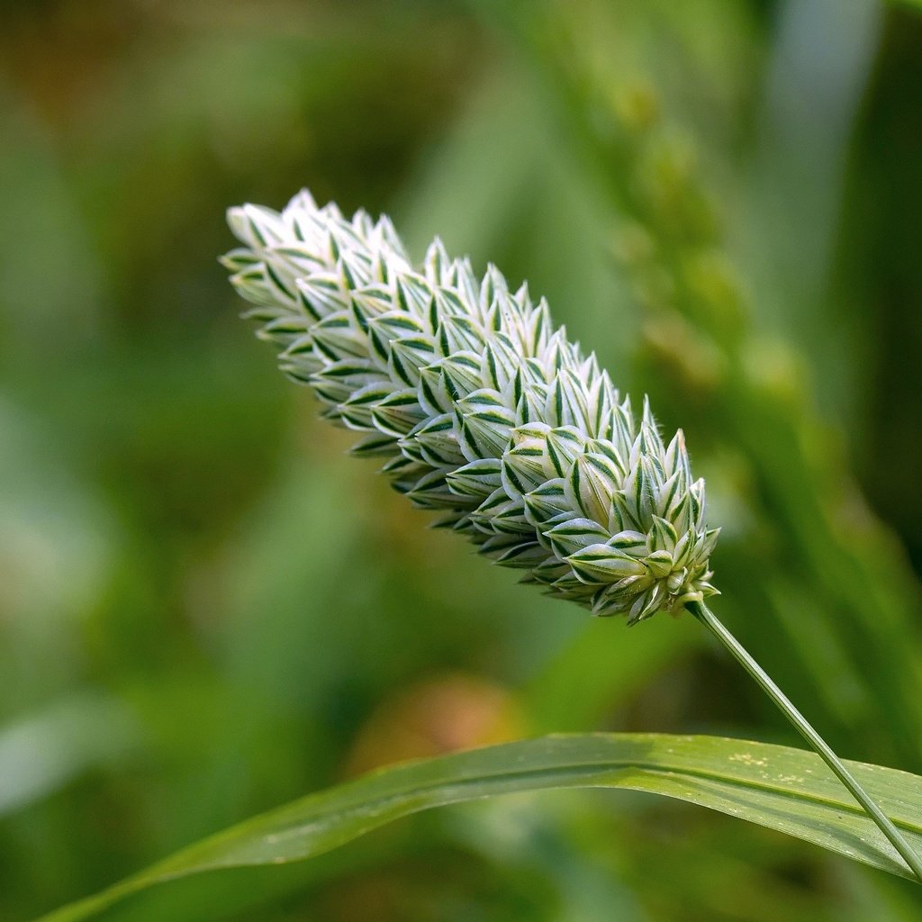 Обои трава, макро, размытость, стебель, колосок, боке, grass, macro, blur, stem, spike, bokeh разрешение 2048x1365 Загрузить