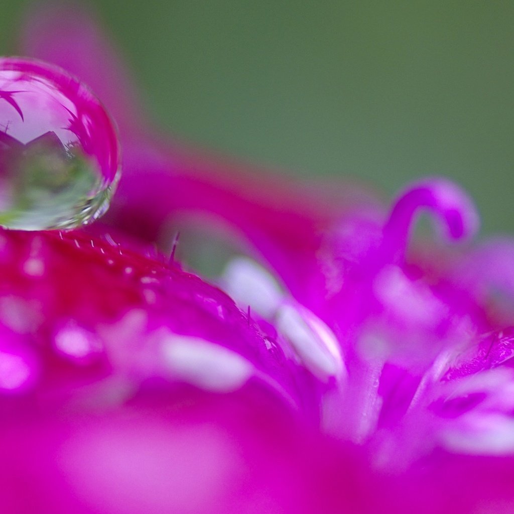 Обои макро, цветок, капля, розовый, macro, flower, drop, pink разрешение 1920x1200 Загрузить