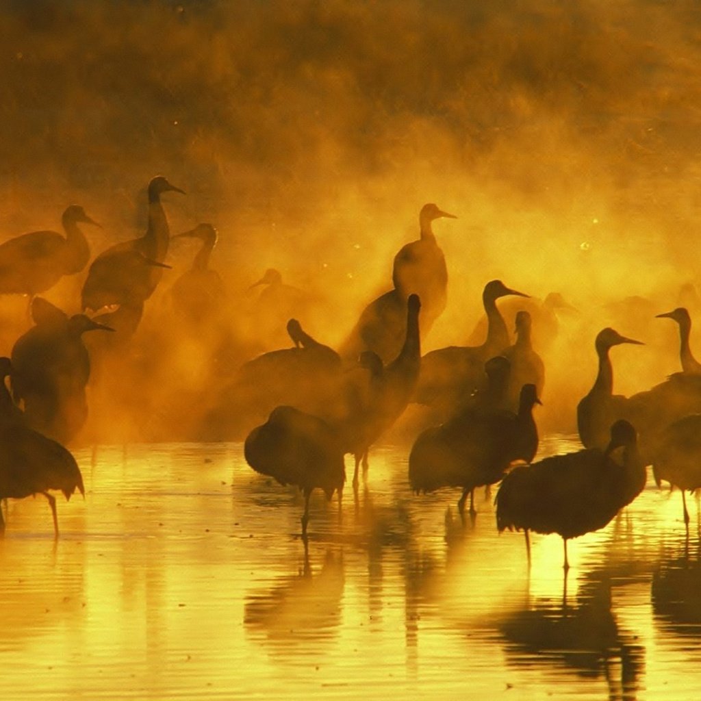 Обои вода, вечер, закат, отражение, туман, птицы, журавль, журавли, water, the evening, sunset, reflection, fog, birds, crane, cranes разрешение 1920x1200 Загрузить