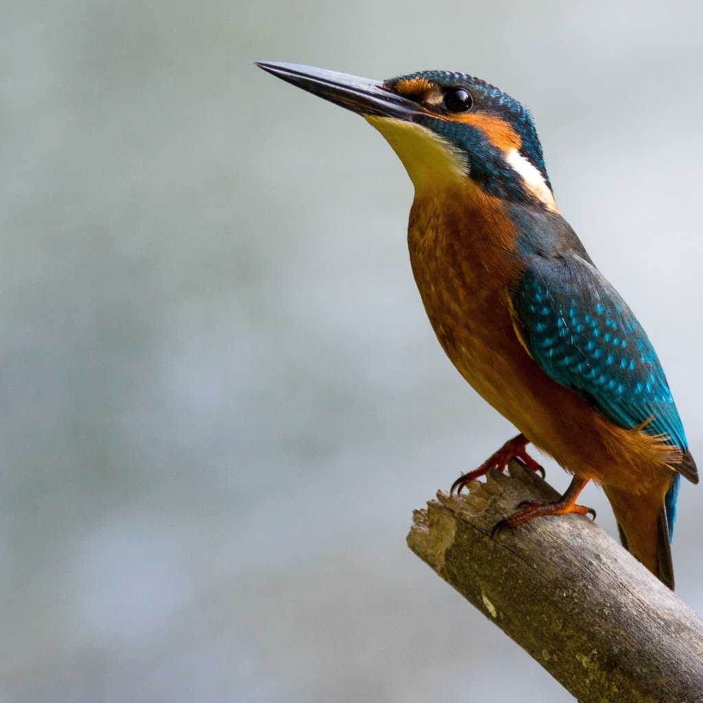 Обои птица, клюв, перья, боке, зимородок, bird, beak, feathers, bokeh, kingfisher разрешение 3886x2186 Загрузить