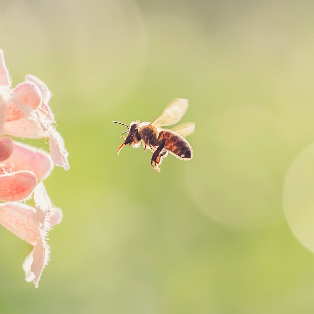 Обои цветы, природа, насекомое, фон, цветок, крылья, пчела, flowers, nature, insect, background, flower, wings, bee разрешение 2000x1125 Загрузить