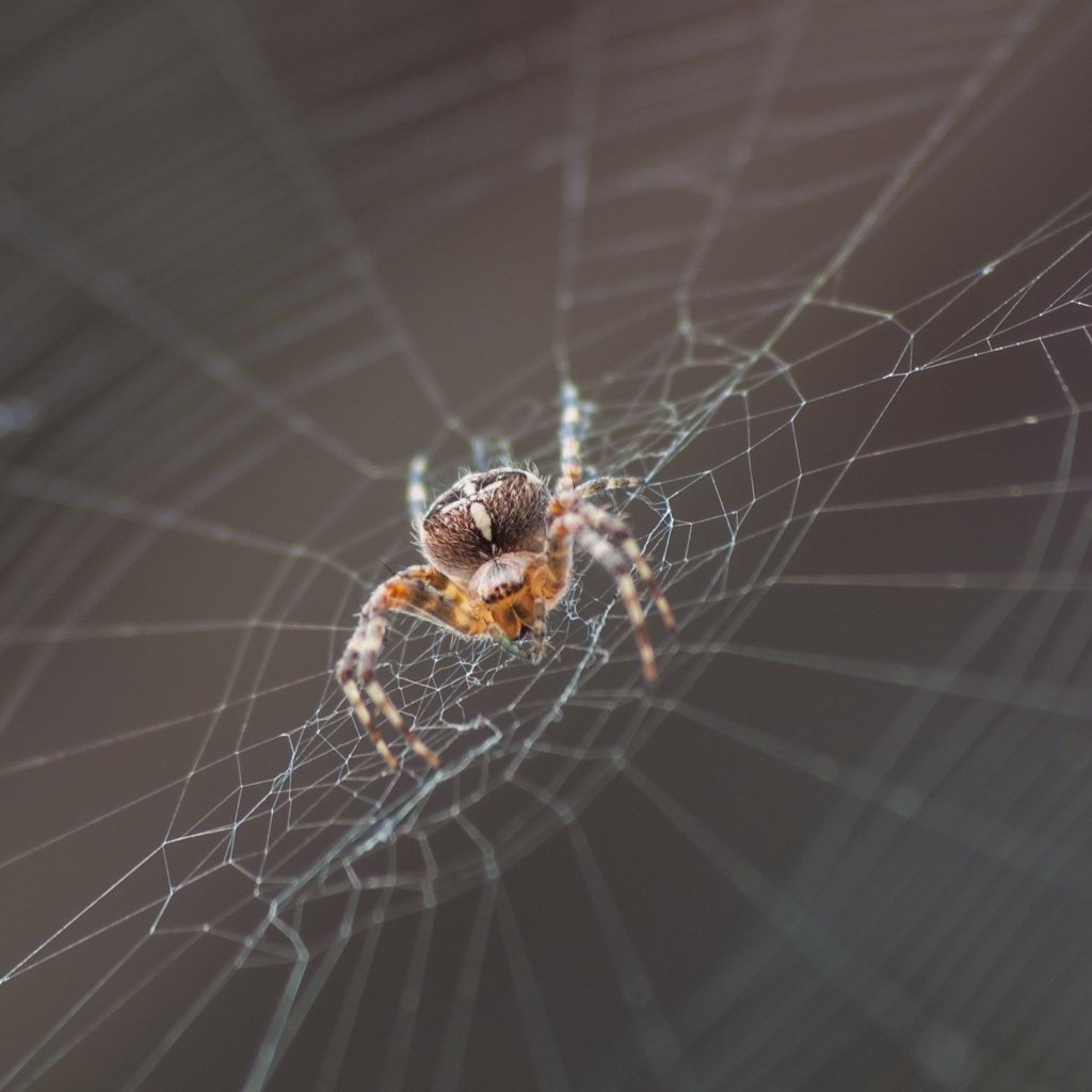 Обои макро, насекомое, паук, паутина, macro, insect, spider, web разрешение 2560x1600 Загрузить