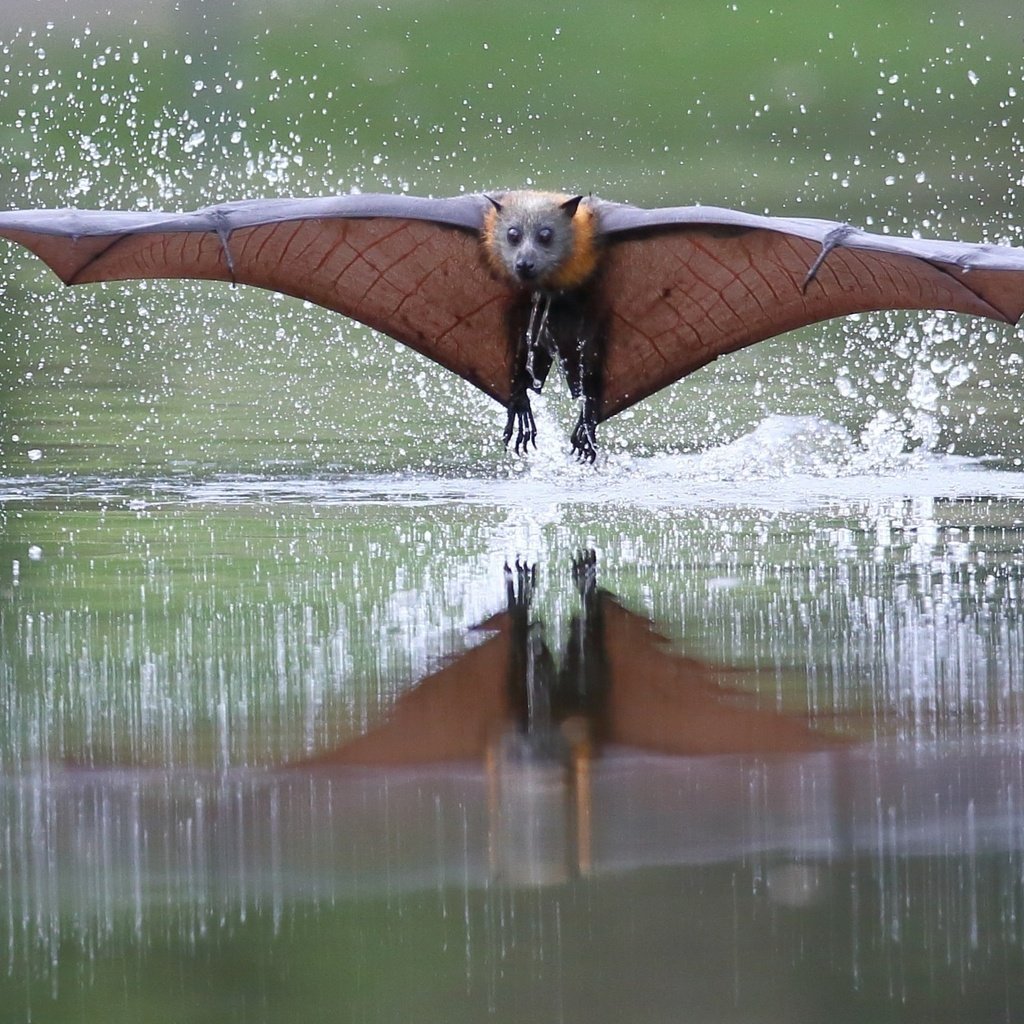 Обои вода, полет, капли, крылья, рукокрылые, летучая лисица, water, flight, drops, wings, bats, flying fox разрешение 2048x1162 Загрузить