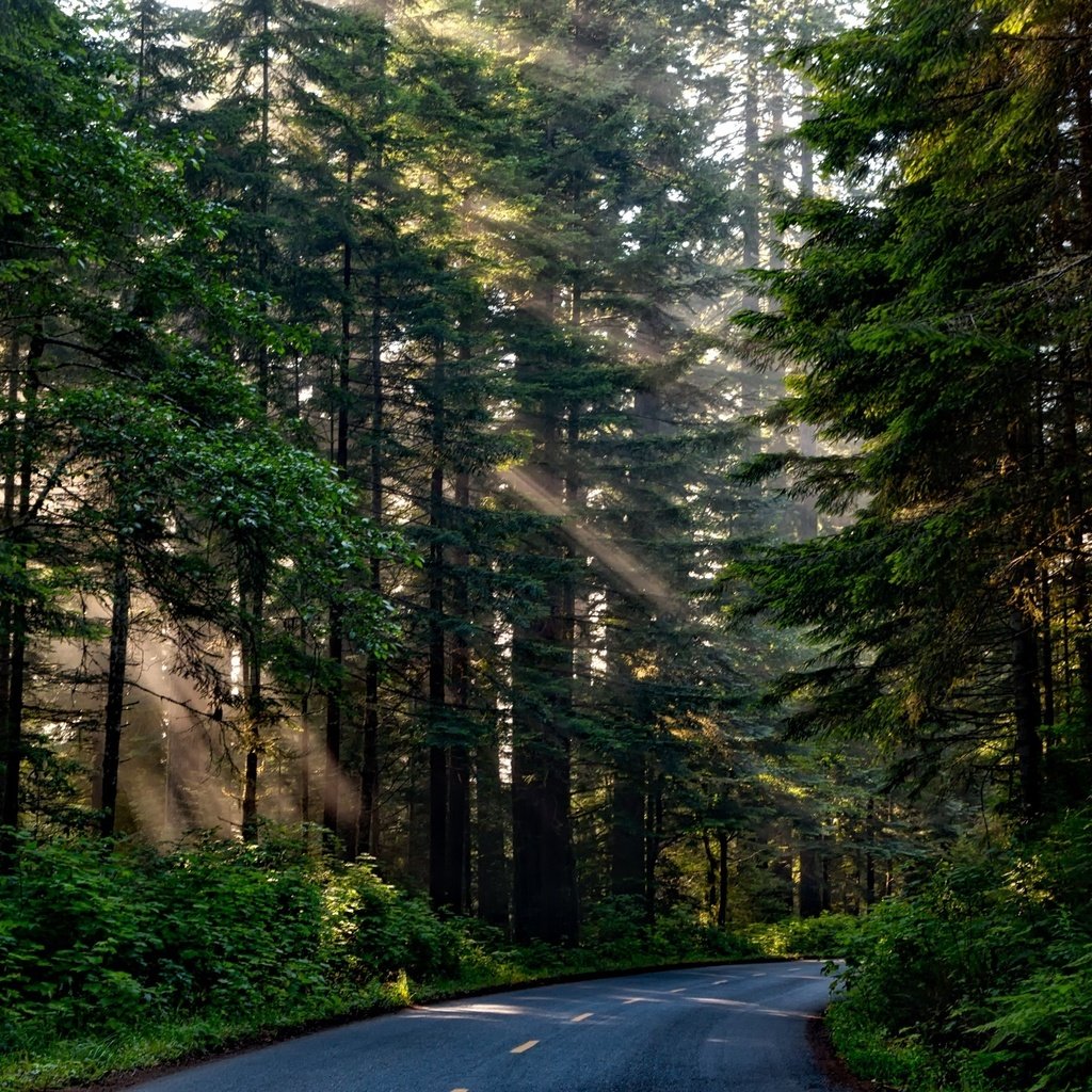 Обои дорога, деревья, природа, лес, ветки, солнечные лучи, road, trees, nature, forest, branches, the sun's rays разрешение 2201x1467 Загрузить