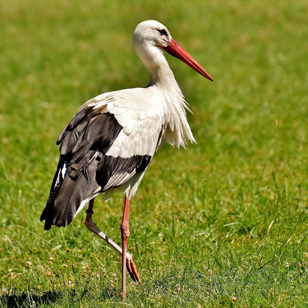 Обои трава, птица, клюв, перья, аист, белый аист, grass, bird, beak, feathers, stork разрешение 1920x1204 Загрузить