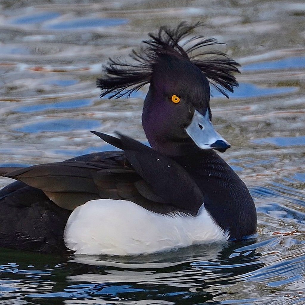 Обои вода, крылья, птица, клюв, утка, хохлатая, хохлатая чернеть, water, wings, bird, beak, duck, crested, tufted duck разрешение 1920x1086 Загрузить