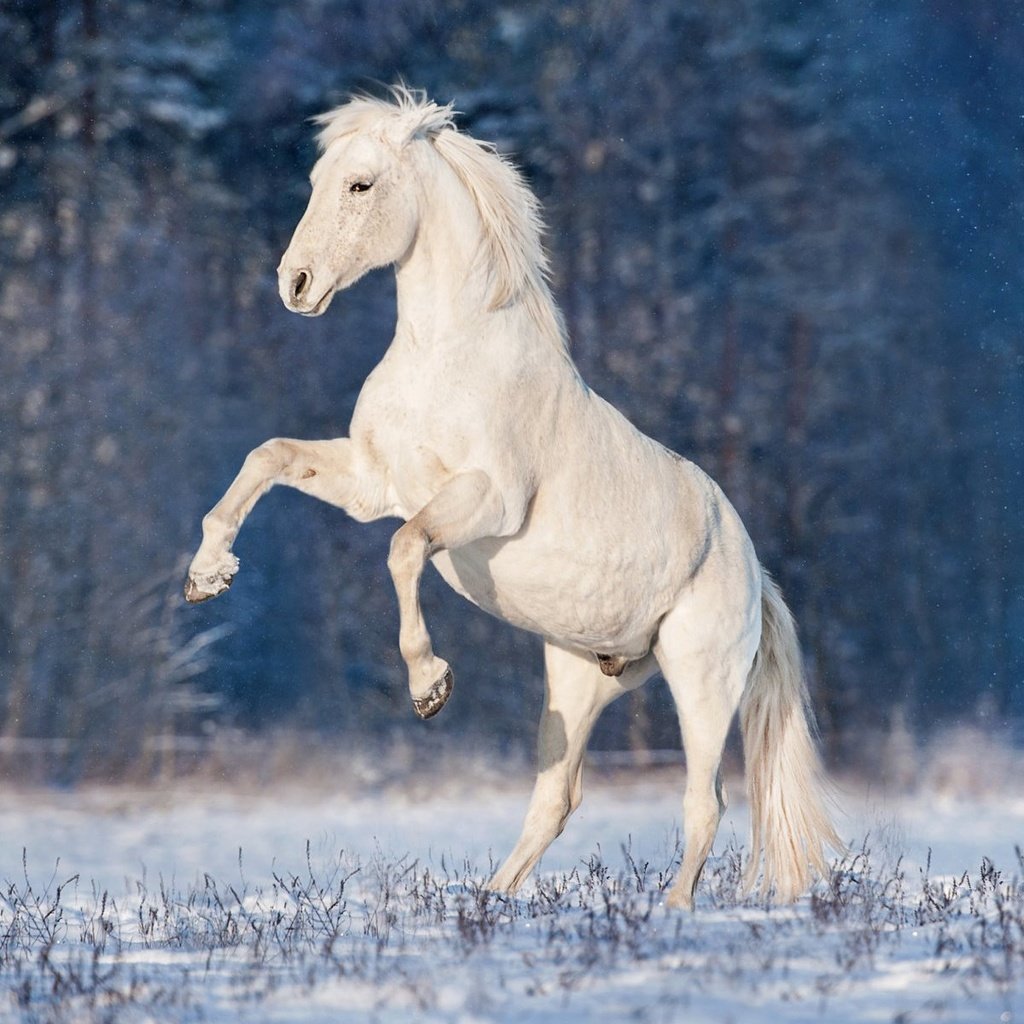 Обои лошадь, снег, зима, конь, грива, жеребец, horse, snow, winter, mane, stallion разрешение 1920x1200 Загрузить