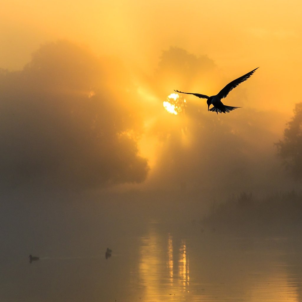 Обои солнце, природа, закат, море, чайка, птицы, силуэт, the sun, nature, sunset, sea, seagull, birds, silhouette разрешение 1920x1200 Загрузить