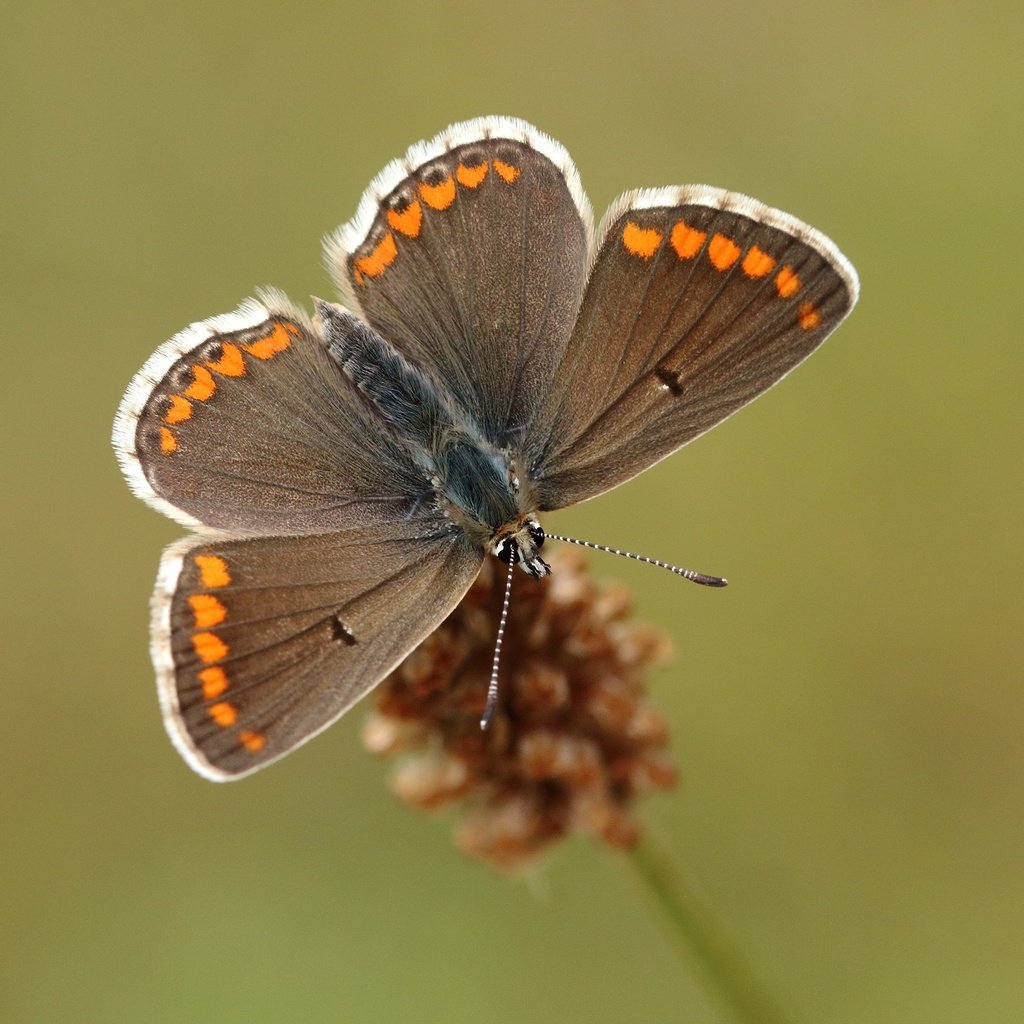 Обои природа, насекомое, фон, бабочка, крылья, растение, nature, insect, background, butterfly, wings, plant разрешение 2560x1600 Загрузить