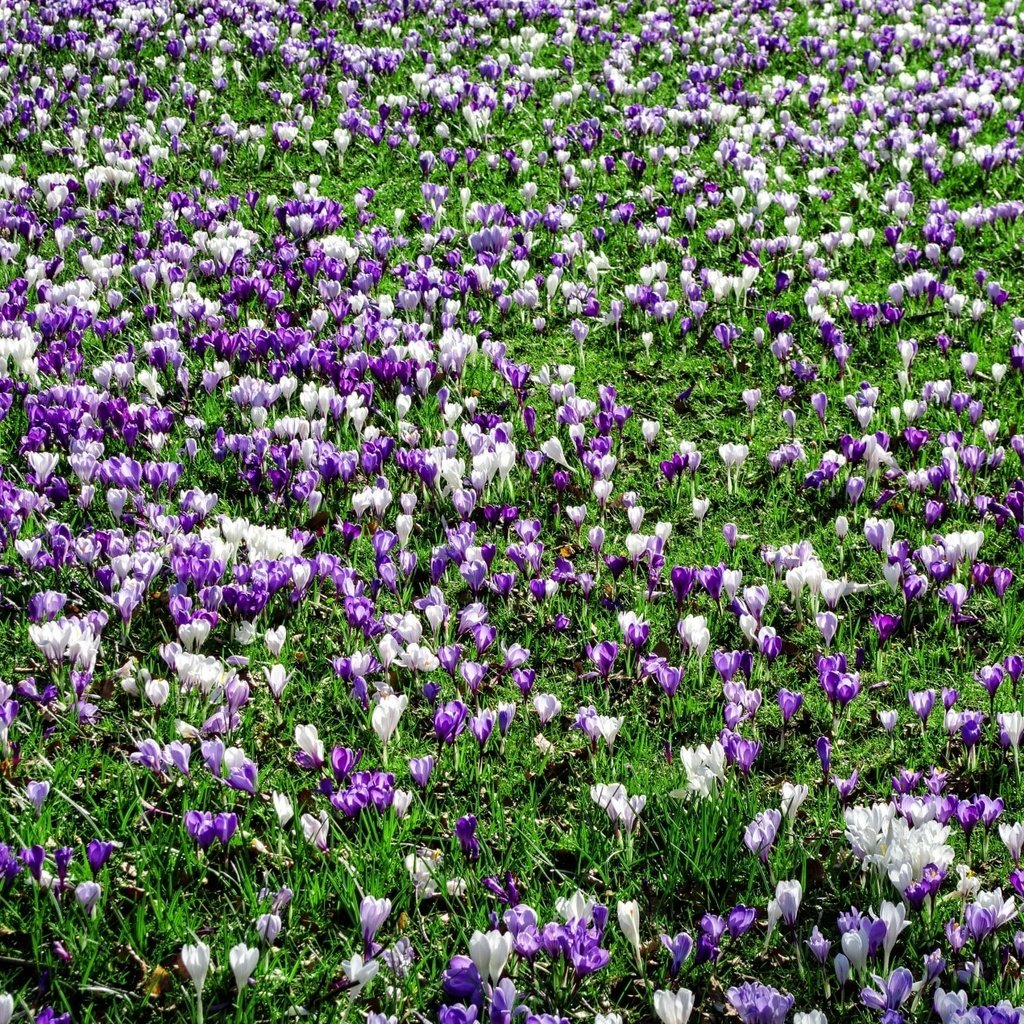 Обои цветы, трава, поляна, весна, крокусы, flowers, grass, glade, spring, crocuses разрешение 1920x1271 Загрузить