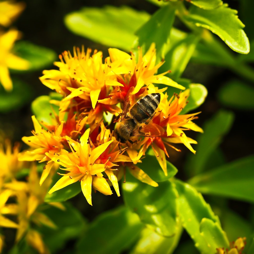 Обои насекомое, цветок, растение, макросъемка, пчела, желтые цветы, insect, flower, plant, macro, bee, yellow flowers разрешение 4608x3072 Загрузить