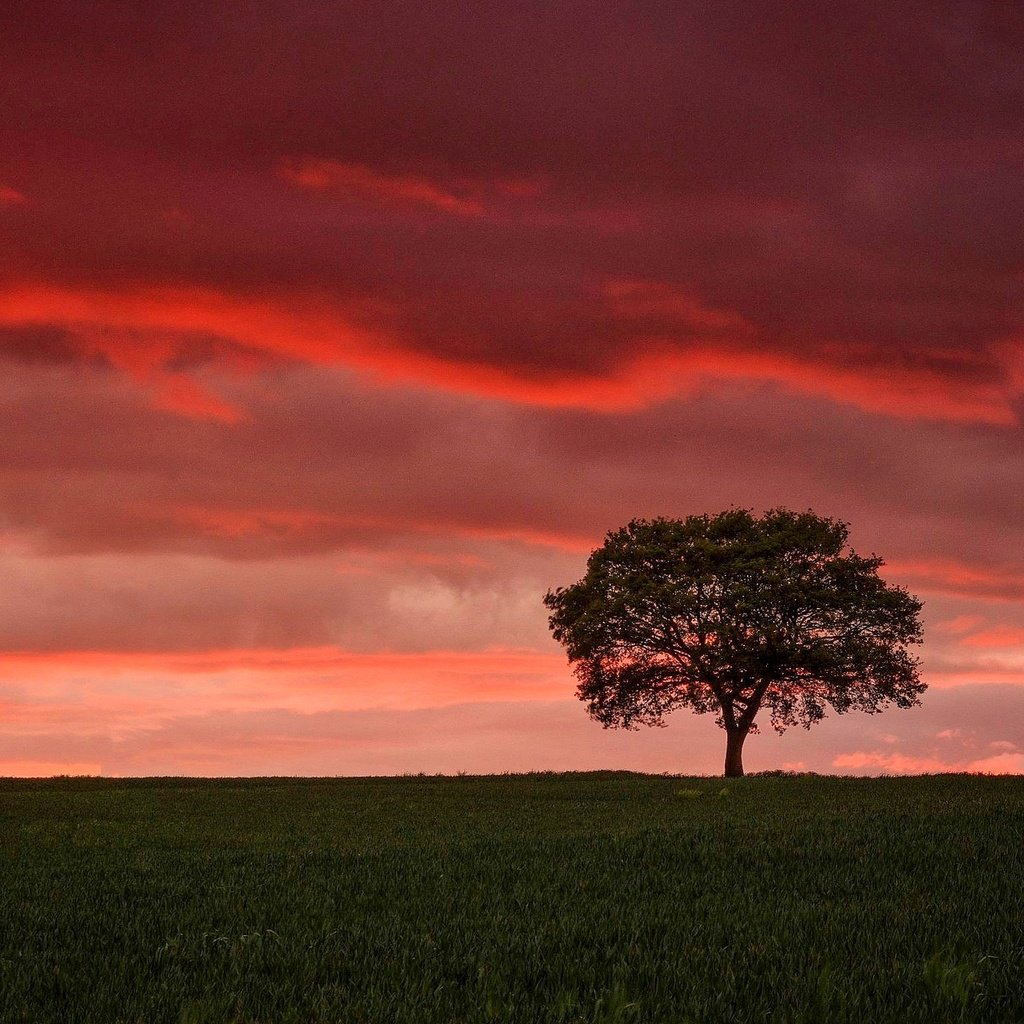 Обои небо, облака, дерево, закат, поле, горизонт, зарево, the sky, clouds, tree, sunset, field, horizon, glow разрешение 2048x1222 Загрузить