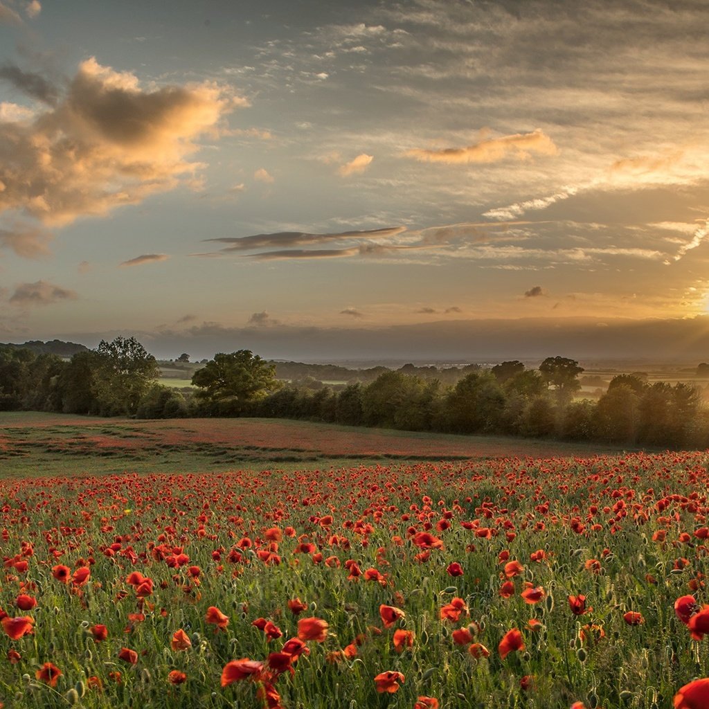 Обои небо, цветы, облака, деревья, природа, поле, лето, маки, the sky, flowers, clouds, trees, nature, field, summer, maki разрешение 2000x1110 Загрузить