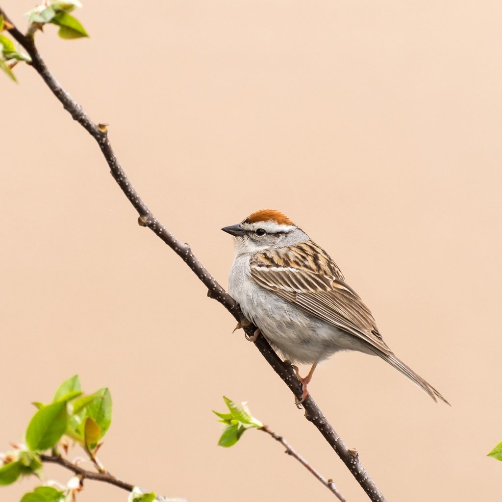 Обои ветка, природа, птица, клюв, воробей, перья, хвост, branch, nature, bird, beak, sparrow, feathers, tail разрешение 2048x1302 Загрузить