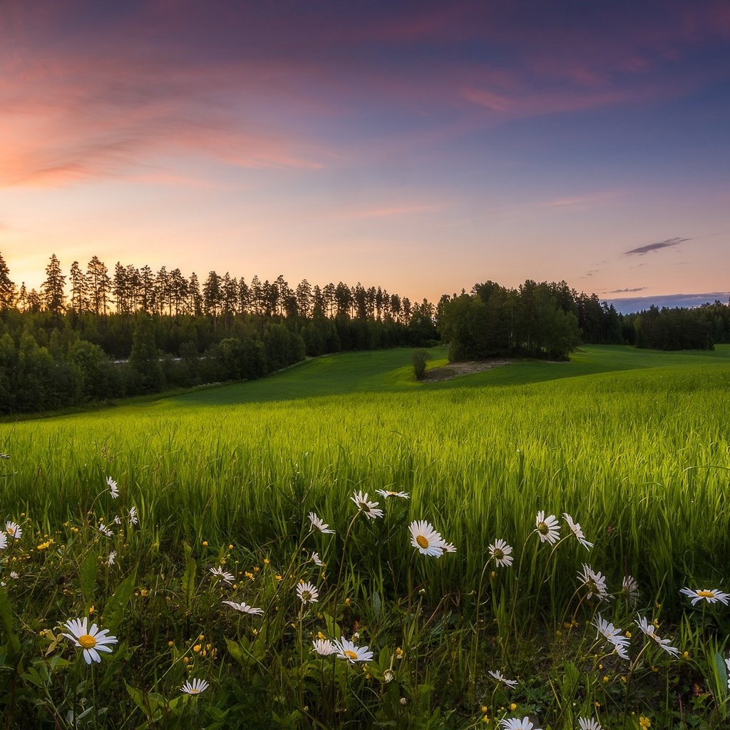 Обои цветы, трава, лето, луг, ромашки, финляндия, teisko, flowers, grass, summer, meadow, chamomile, finland разрешение 1920x1138 Загрузить