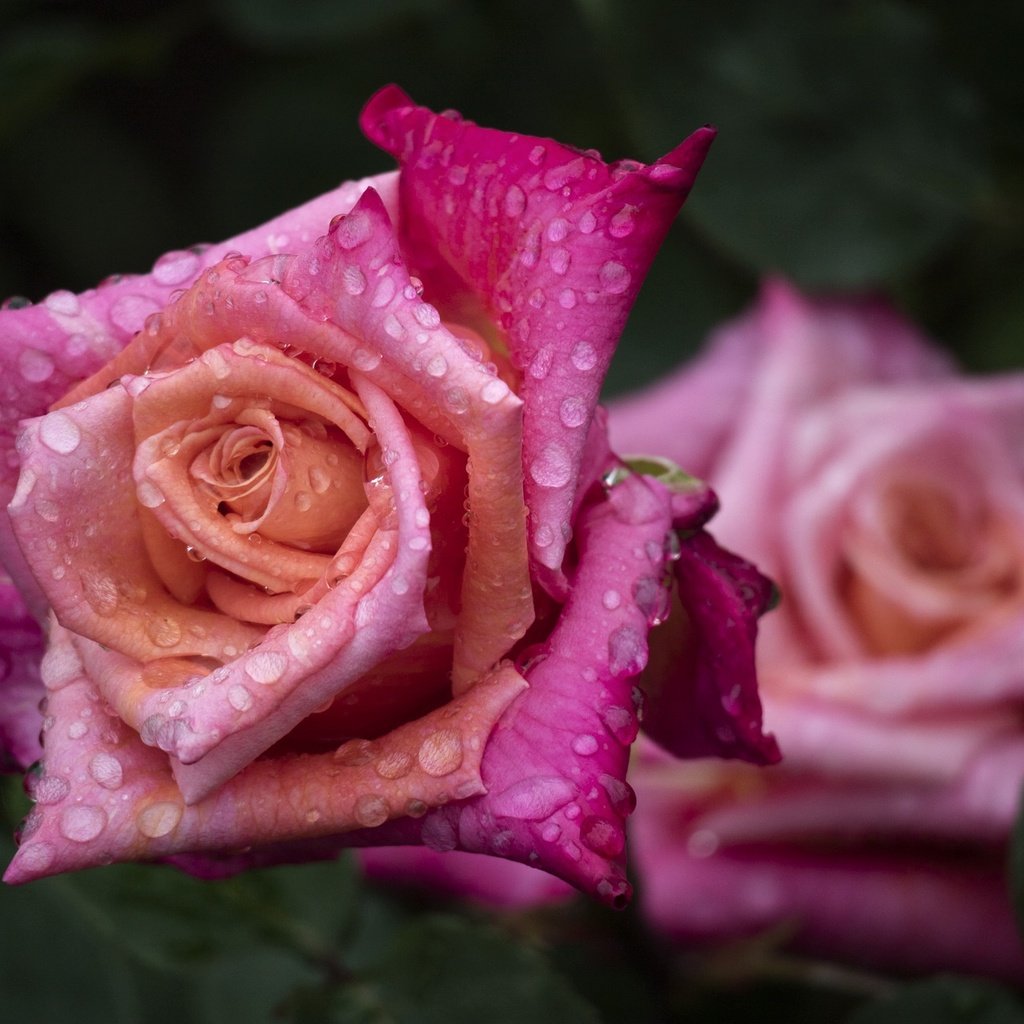 Обои цветы, капли, розы, лепестки, flowers, drops, roses, petals разрешение 1920x1280 Загрузить