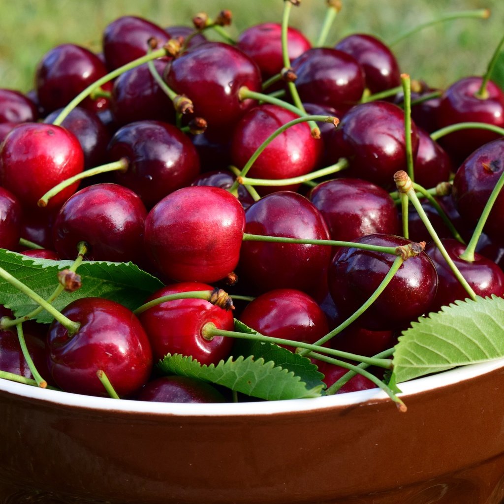 Обои листья, черешня, ягоды, вишня, чашка, миска, leaves, cherry, berries, cup, bowl разрешение 5184x2916 Загрузить