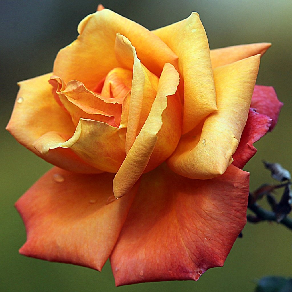Обои макро, цветок, роса, капли, роза, лепестки, бутон, macro, flower, rosa, drops, rose, petals, bud разрешение 2048x1412 Загрузить