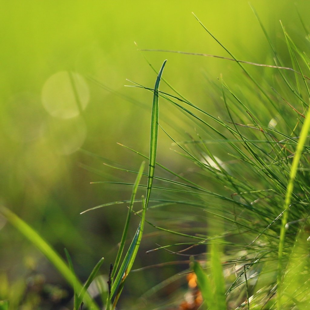 Обои трава, природа, зелень, макро, травинки, grass, nature, greens, macro разрешение 1920x1280 Загрузить