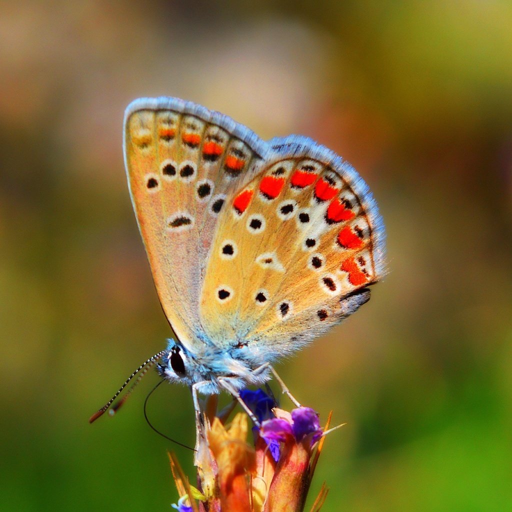 Обои природа, насекомое, бабочка, крылья, боке, nature, insect, butterfly, wings, bokeh разрешение 3000x1797 Загрузить