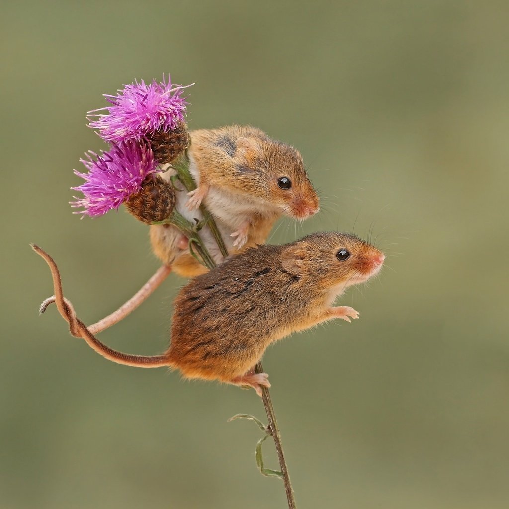 Обои фон, парочка, грызун, мышки, harvest mouse, мышь-малютка, бодяк, background, a couple, rodent, mouse, the mouse is tiny, thistle разрешение 2048x1558 Загрузить