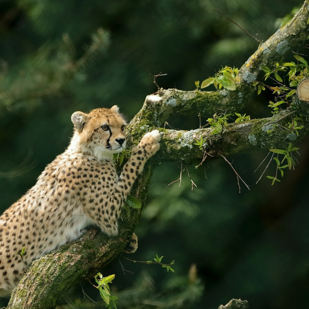 Обои дерево, гепард, дикая кошка, tree, cheetah, wild cat разрешение 3270x2179 Загрузить