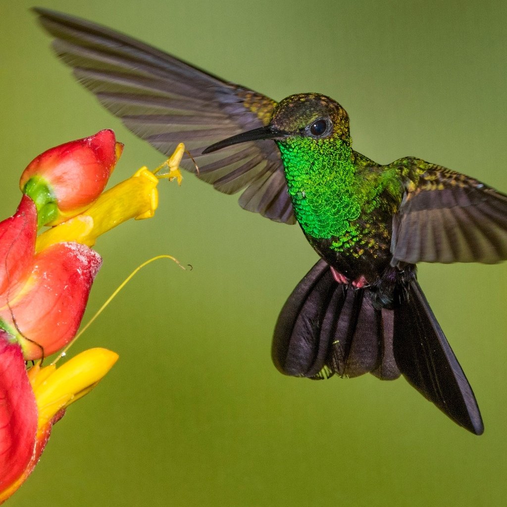 Обои цветок, крылья, птица, клюв, колибри, колибри-халибура, flower, wings, bird, beak, hummingbird, hummingbird-chalybura разрешение 2048x1307 Загрузить