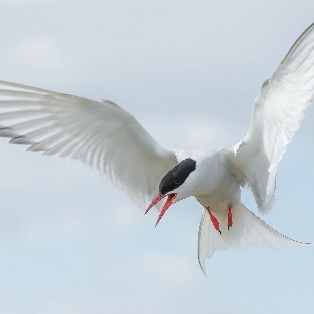 Обои полет, крылья, птица, клюв, хвост, полярная крачка, flight, wings, bird, beak, tail, arctic tern разрешение 2048x1296 Загрузить