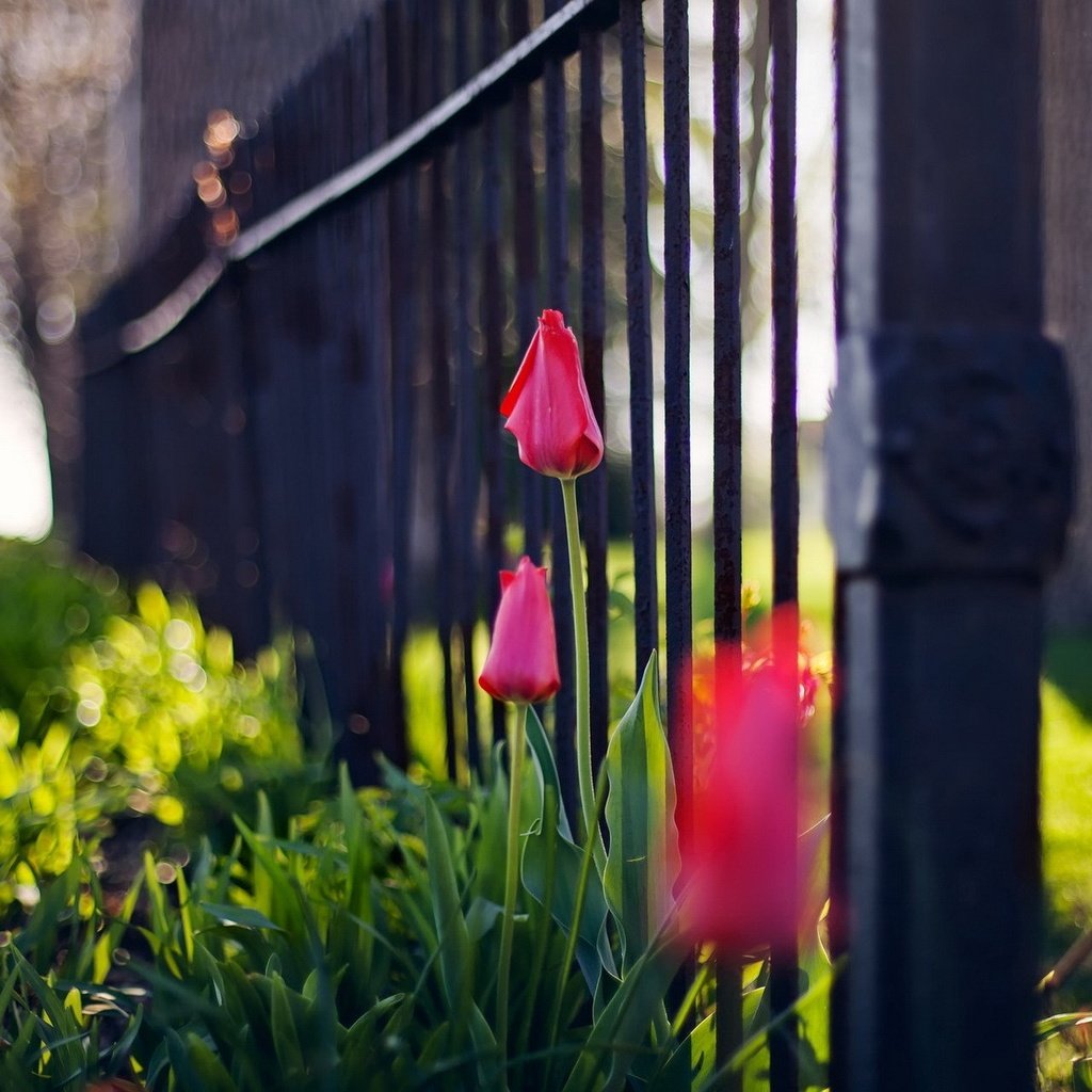Обои цветы, забор, тюльпаны, flowers, the fence, tulips разрешение 1920x1200 Загрузить