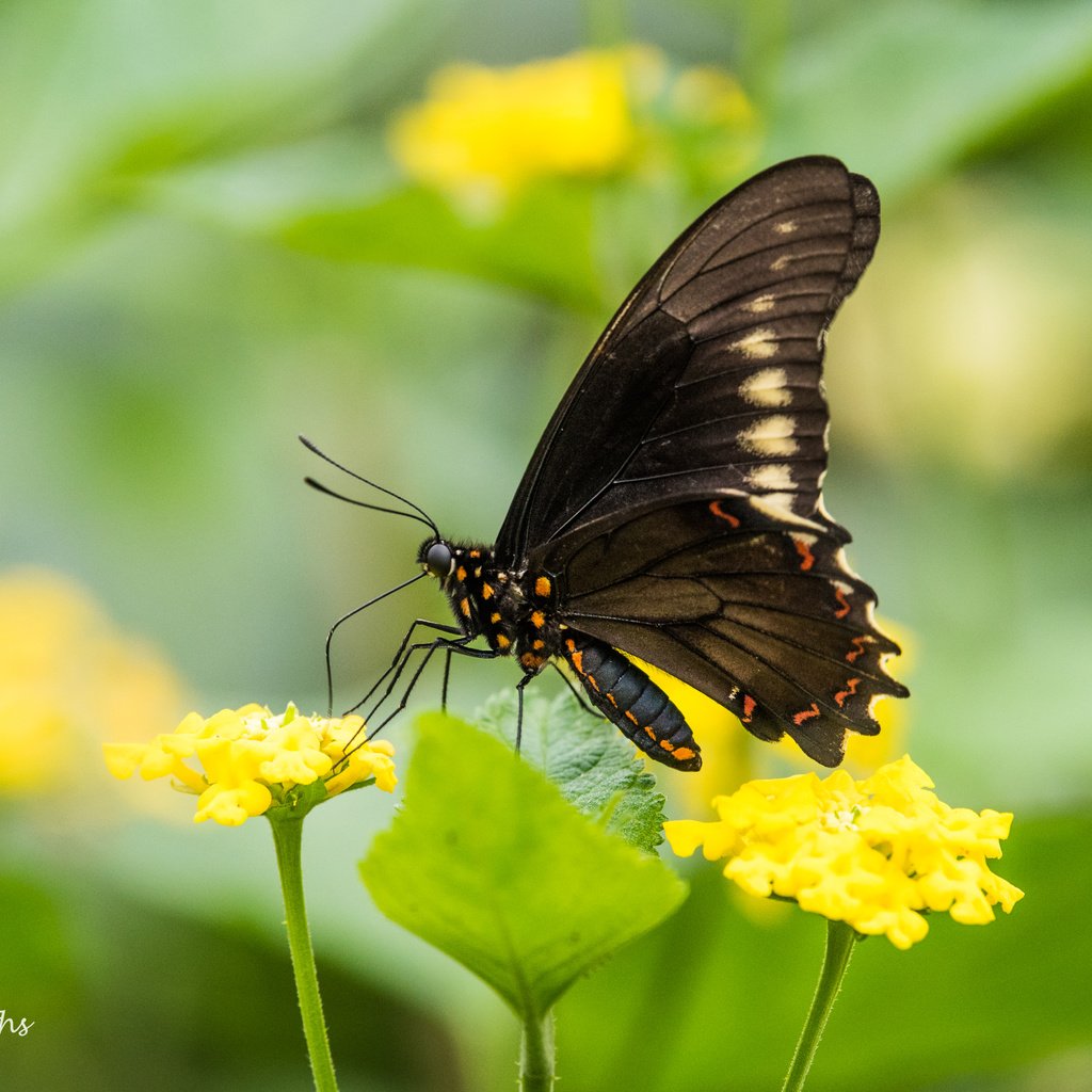 Обои цветы, листья, насекомое, бабочка, крылья, размытость, lynn griffiths, flowers, leaves, insect, butterfly, wings, blur разрешение 5036x3362 Загрузить