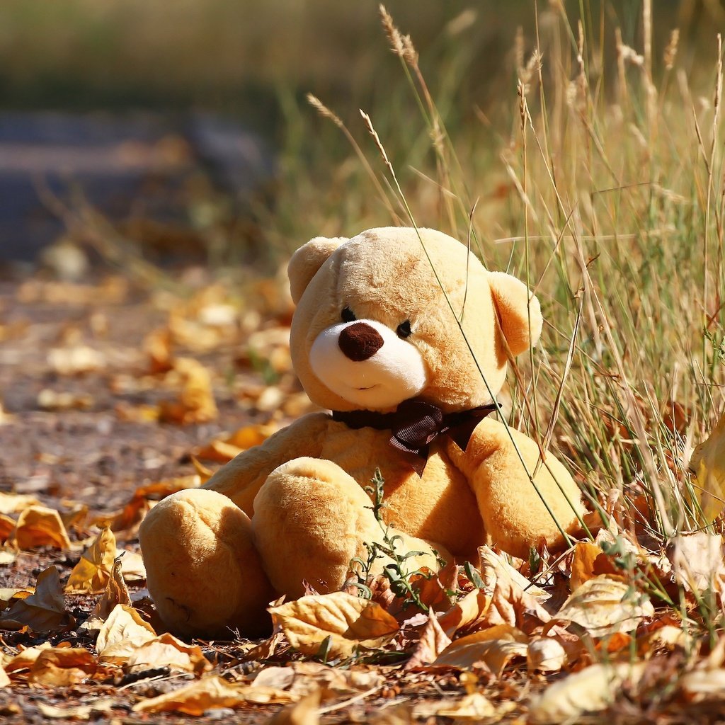 Обои осень, мишка, игрушка, листочки, травка, autumn, bear, toy, leaves, weed разрешение 1920x1280 Загрузить