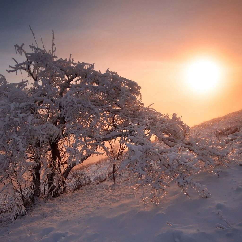 Обои снег, природа, дерево, закат, зима, егор никифоров, snow, nature, tree, sunset, winter, egor nikiforov разрешение 1920x1200 Загрузить