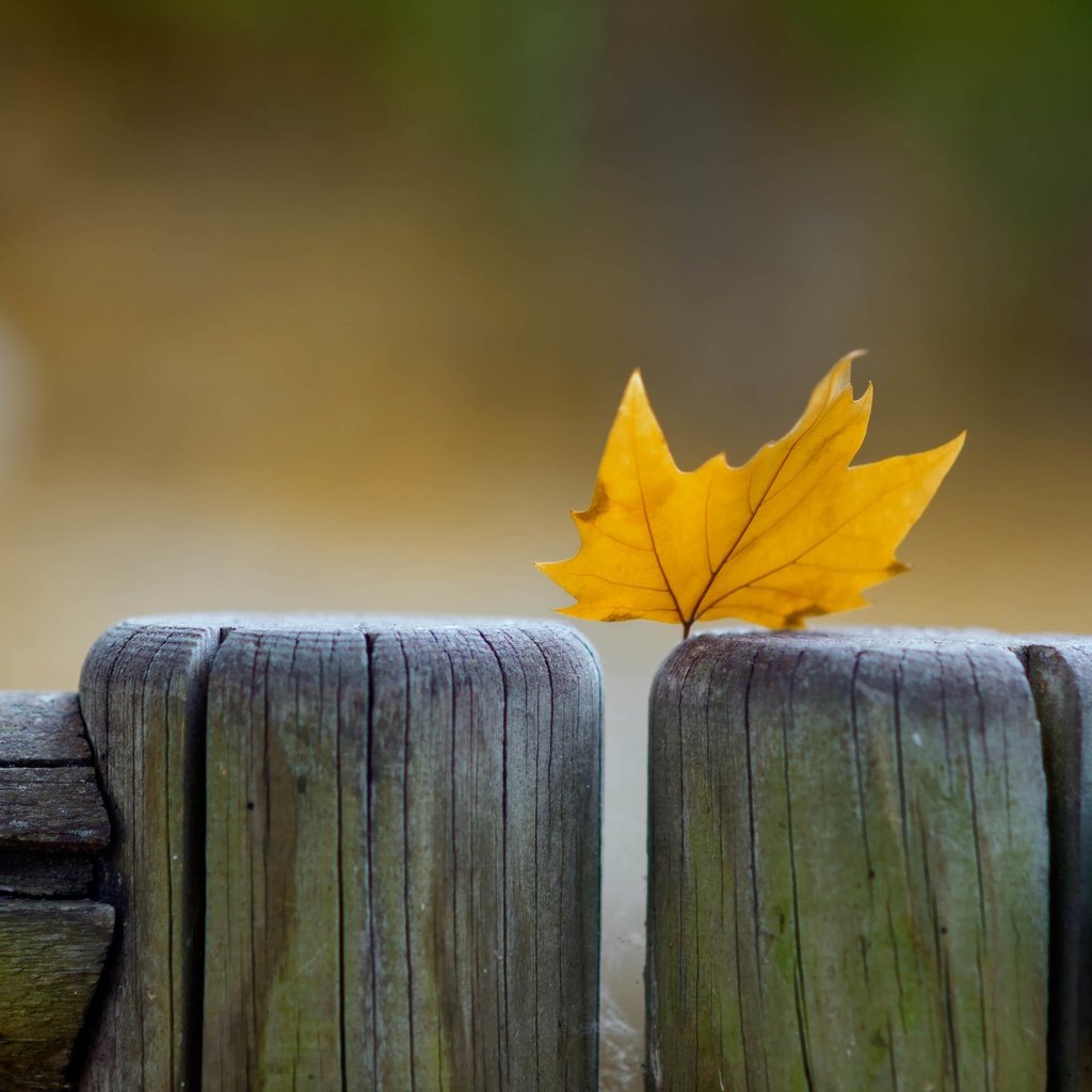 Обои макро, осень, забор, лист, кленовый лист, macro, autumn, the fence, sheet, maple leaf разрешение 2880x1800 Загрузить
